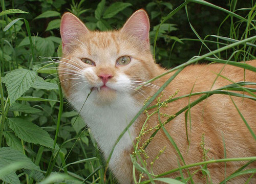 BOOMER - JAM BAND HIPPIE KITTEN